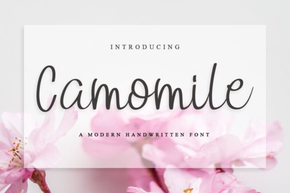 Camomile Font for Web Design Projects